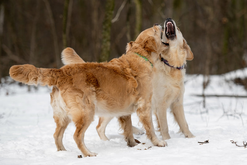 Dealing with Aggression in Golden Retriever Behaviour