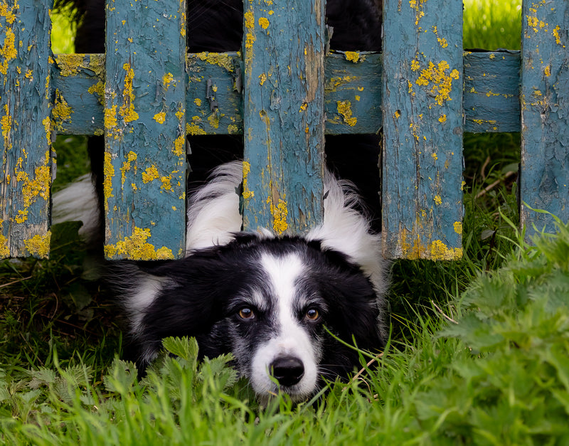 Is Your Dog an Escape Artist? It's Time That You Get a Dog Proof Fence