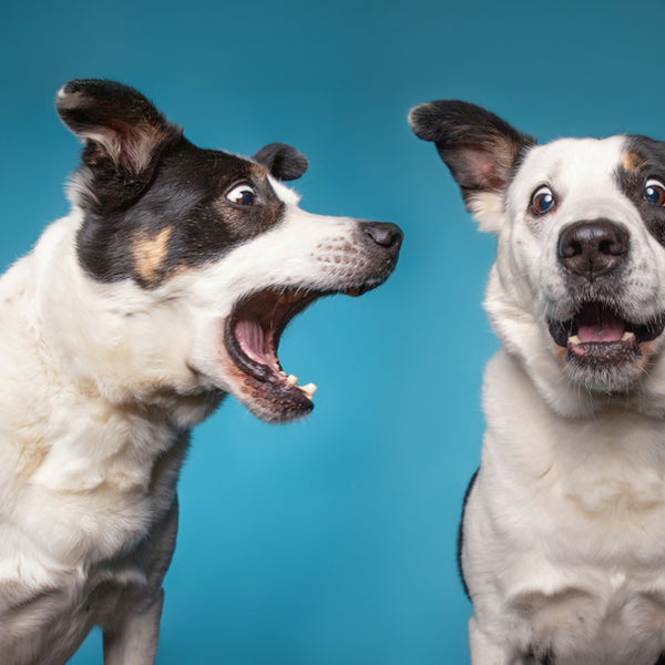 Dog is constantly store barking