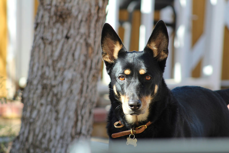 Effective Australian Kelpie Training Techniques