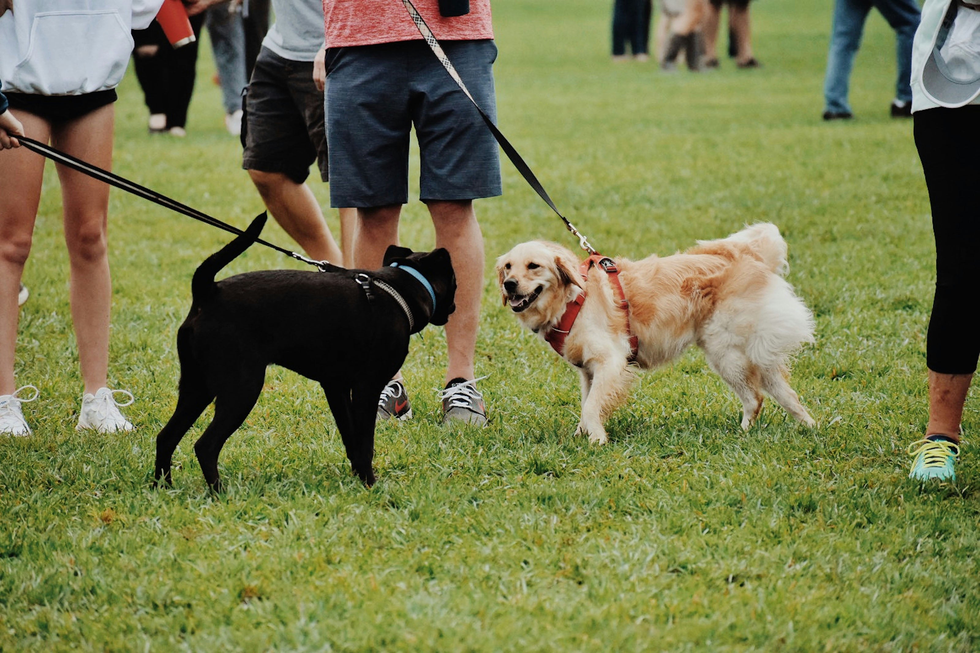 Dog Socialisation Training: Top Tips for Teaching Your Dog to Socialis