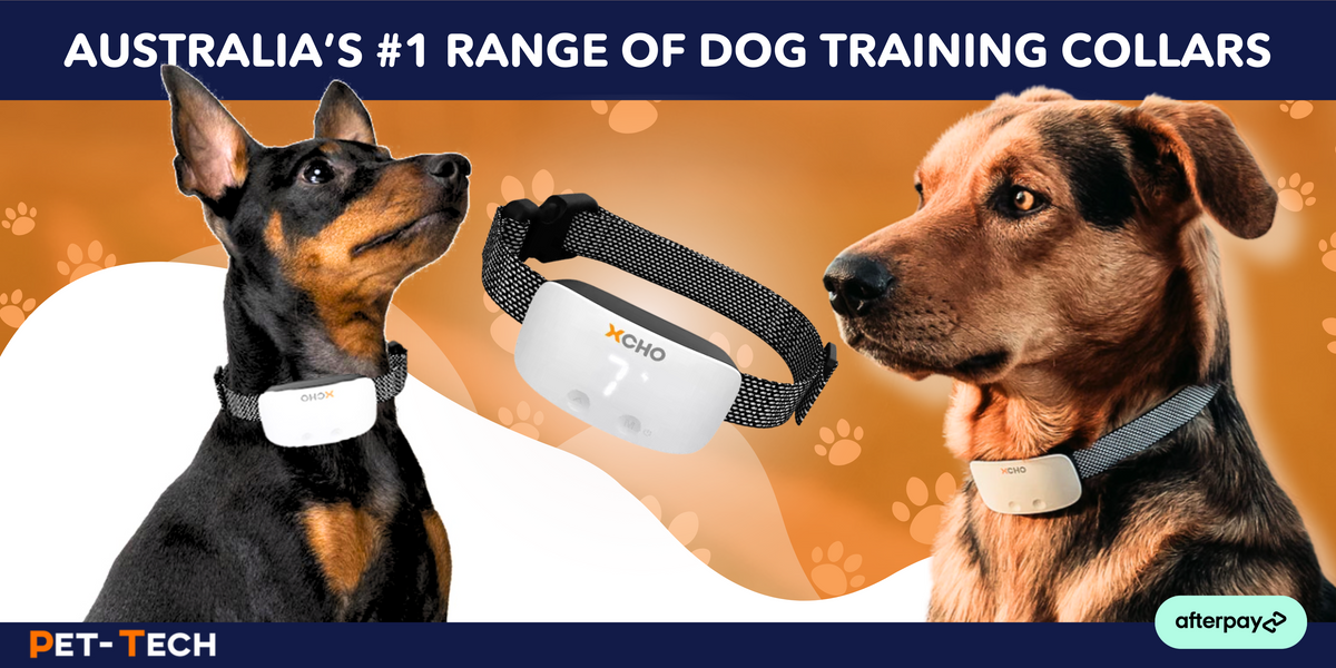 Best rated training collars for dogs best sale